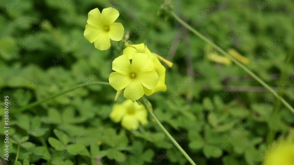 Bermuda buttercup (Oxalis pes-caprae) wild plant in nature