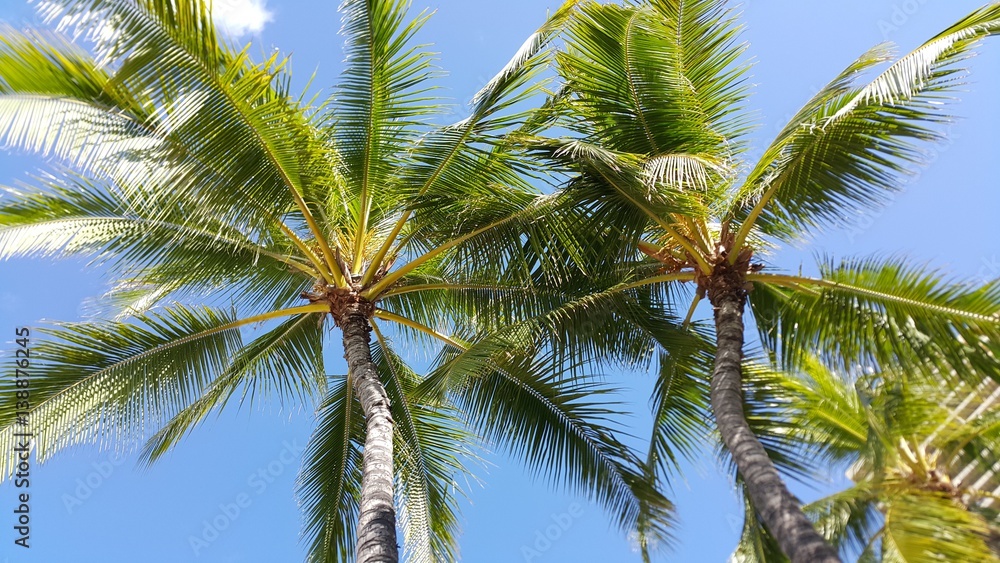 Fototapeta premium Coconut palm trees in Honolulu, Hawaii
