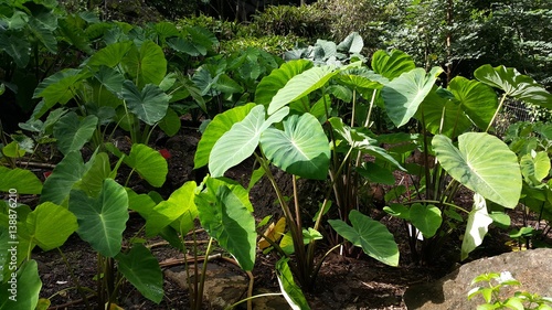 Taro plants in Honolulu  Hawaii
