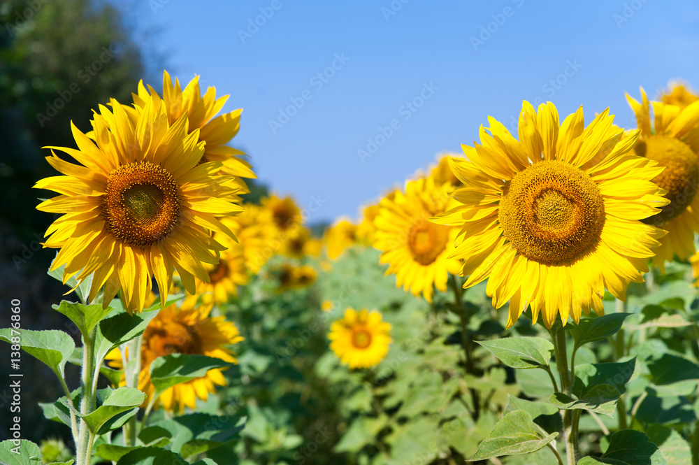Field of sunflowers Field of sunflowers