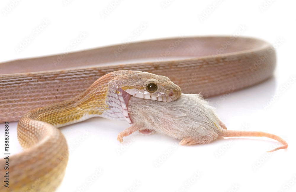 Naklejka premium corn snake eating mouse