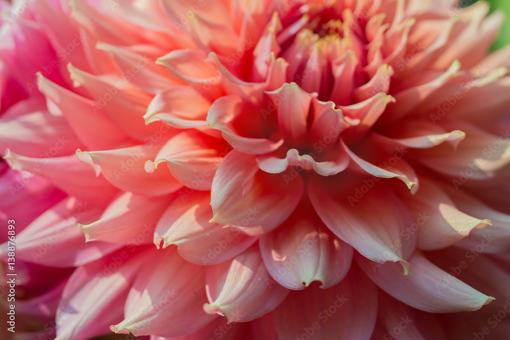 beautiful pink dahlias