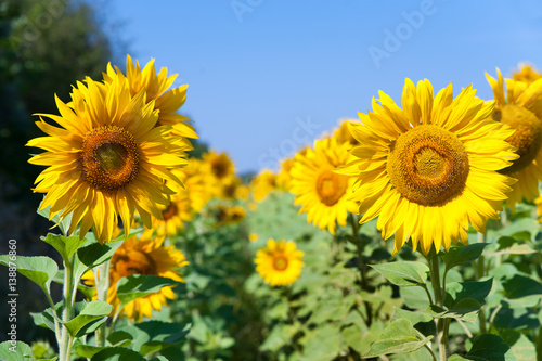 Field of sunflowers