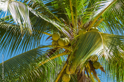 Coconut palm tree under blue sky  Krabi province  Thailand