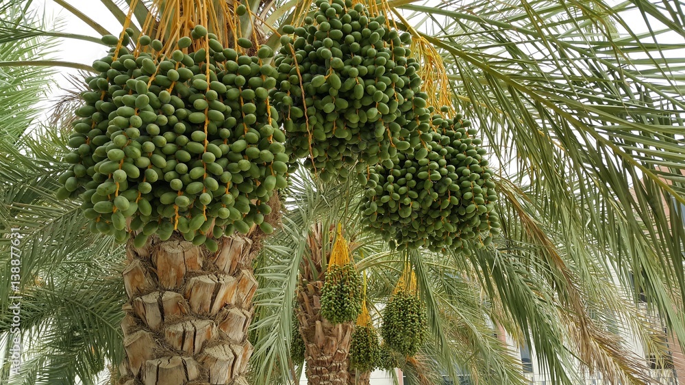 Fototapeta premium Date palm tree