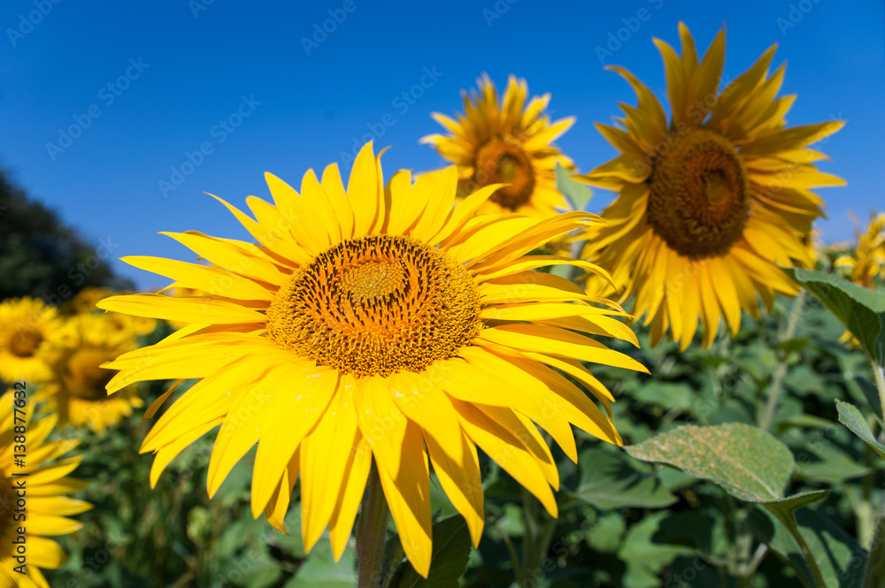 Field of sunflowers