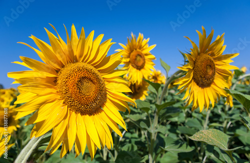 Field of sunflowers © Konstantin Ivshin