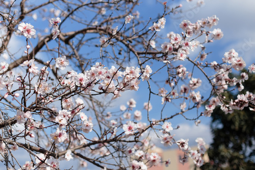 Blooming almond tree photo