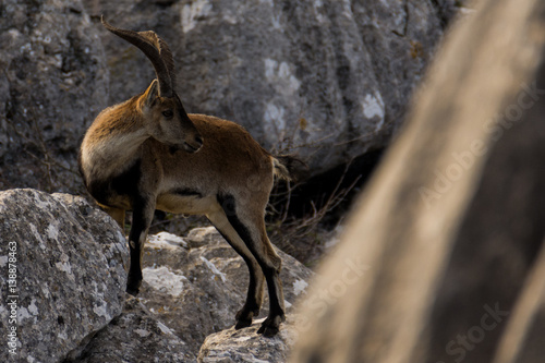 Spanish ibex in Torcal de Antequera
