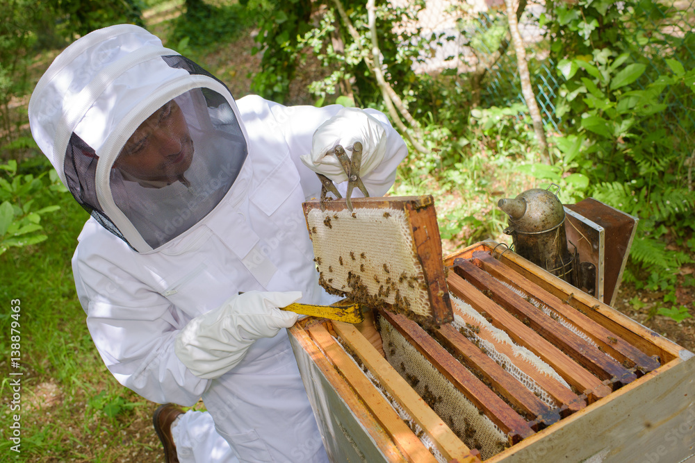 pulling out a honeycomb pulling out a honeycomb