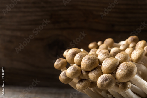 Close up of shimeji mushrooms brown varieties with copy space photo