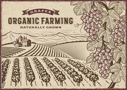 Grapes Organic Farming Landscape