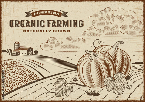 Pumpkin Organic Farming Landscape