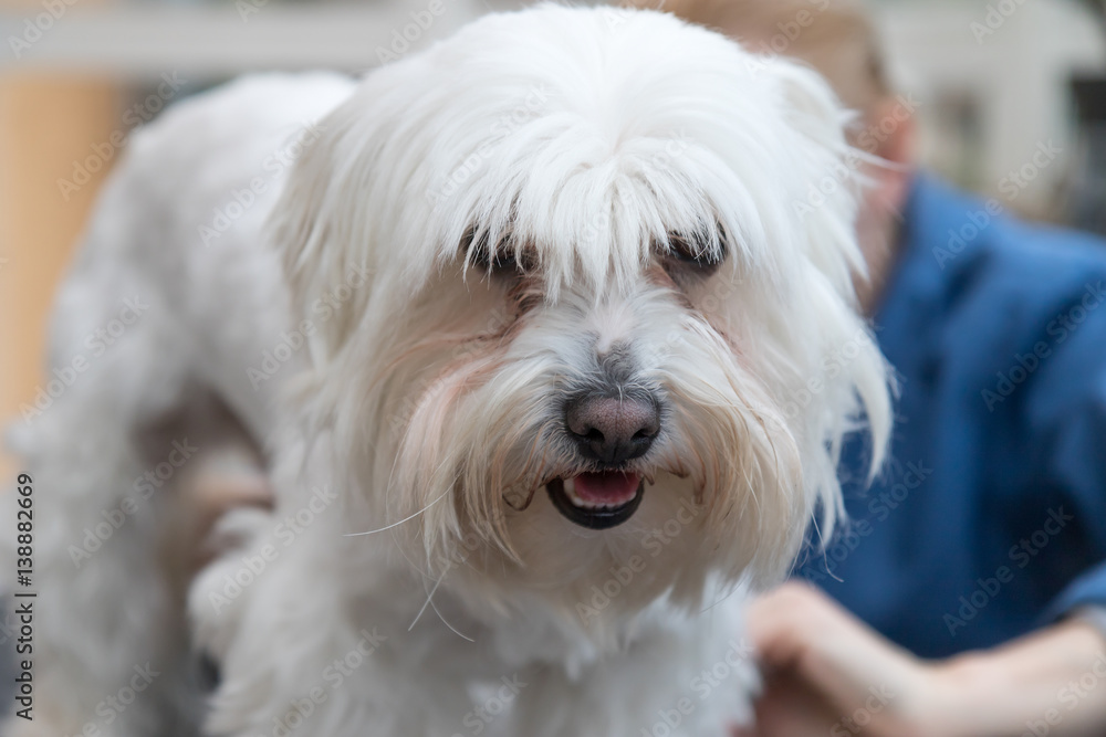 Portrait of the head of groomed white dog