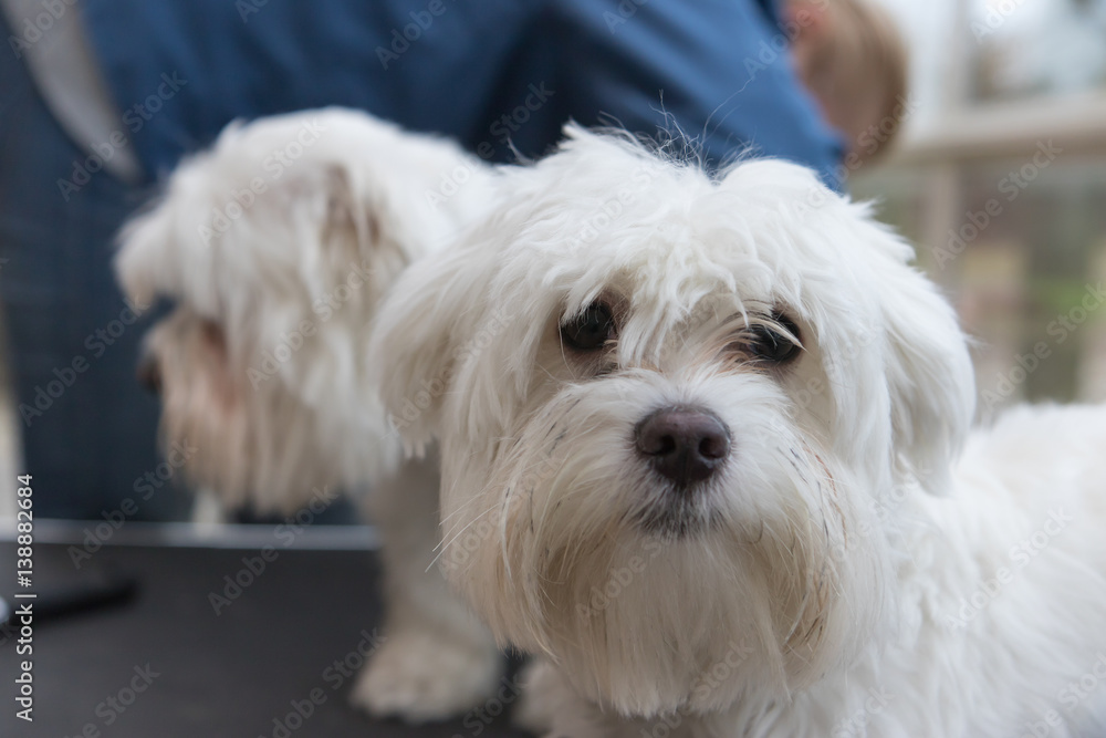 The pair of white dogs is standing on the grooming table. The cute dog in the foreground is looking at the camera.