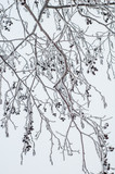 Alder branches covered with frost, close-up