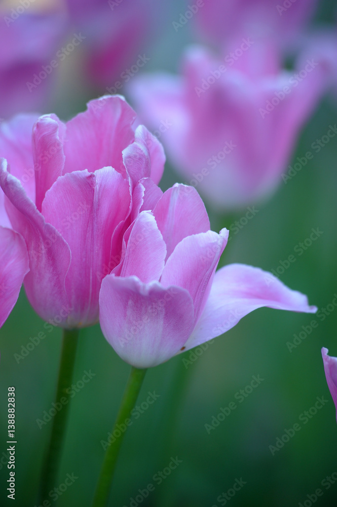 Fototapeta premium purple tulips on a lawn