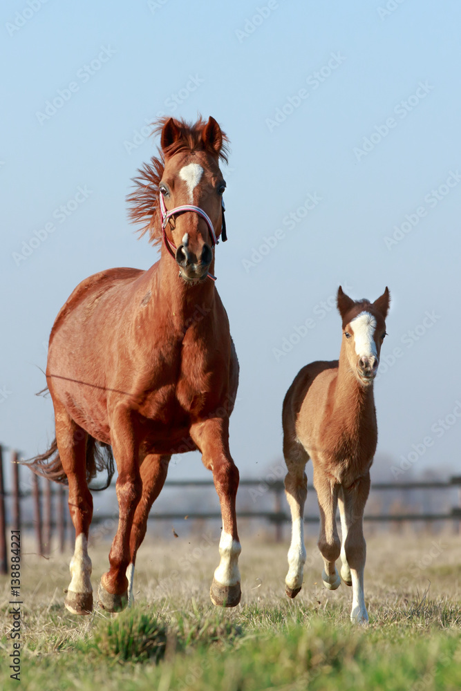 Obraz premium Ponystute mit Fohlen