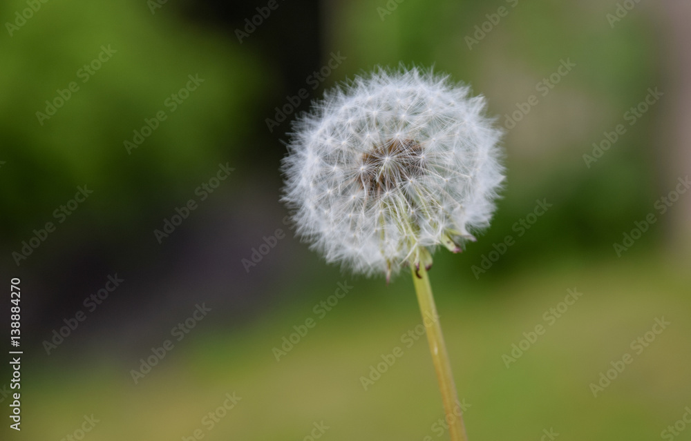 One Big Dandelion One Big Dandelion