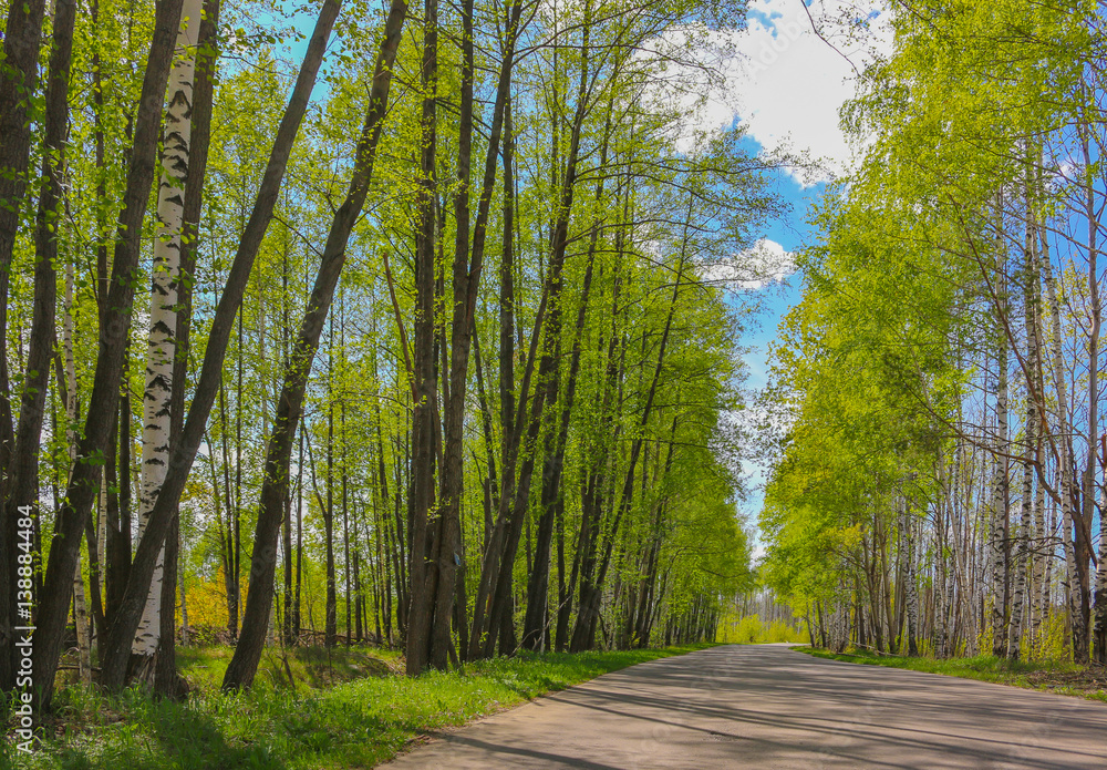 Obraz premium Road with birch trees in the young green leaves in spring sunny day