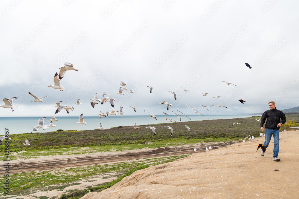 Obraz premium A boy, young man in jeans and a black jacket runs along the beaches, seagulls disperses. Many seagulls fluing in the sky. Ocean in the background. Adventure. South California