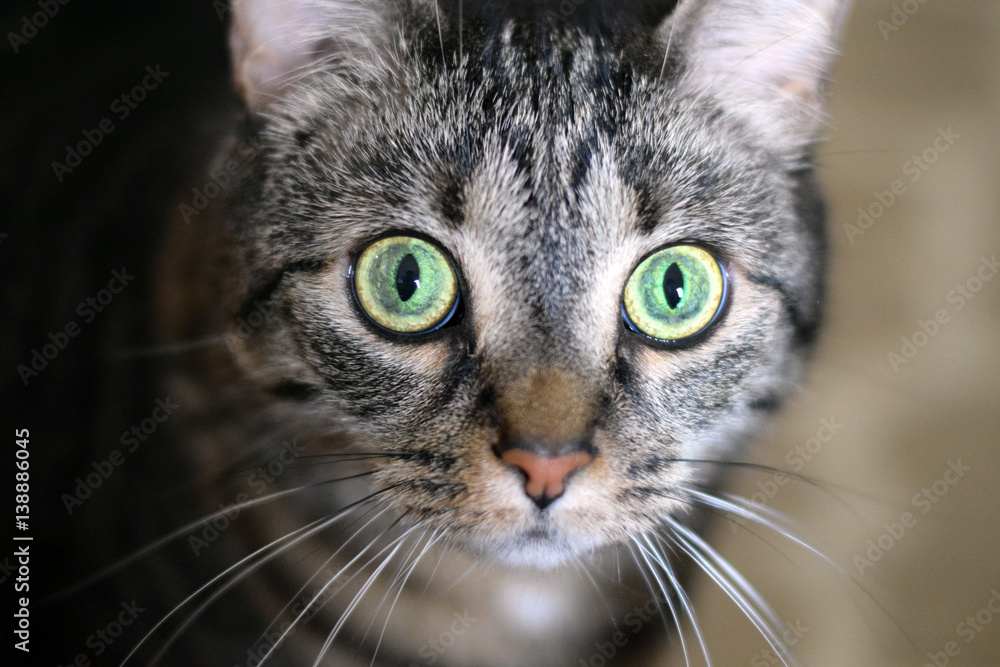 Portrait of a brown female cat staring with bright green eyes