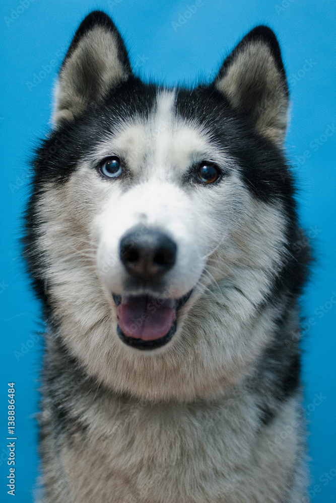 Dog Husky Malamute