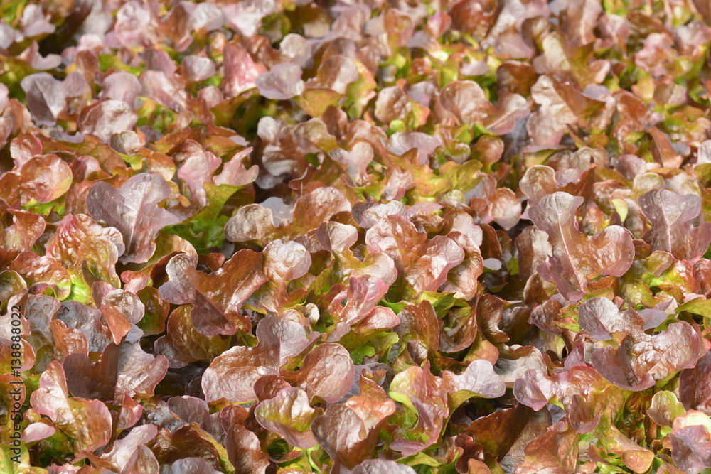 hydroponic plants in vegetable garden farm hydroponic plants in vegetable garden farm