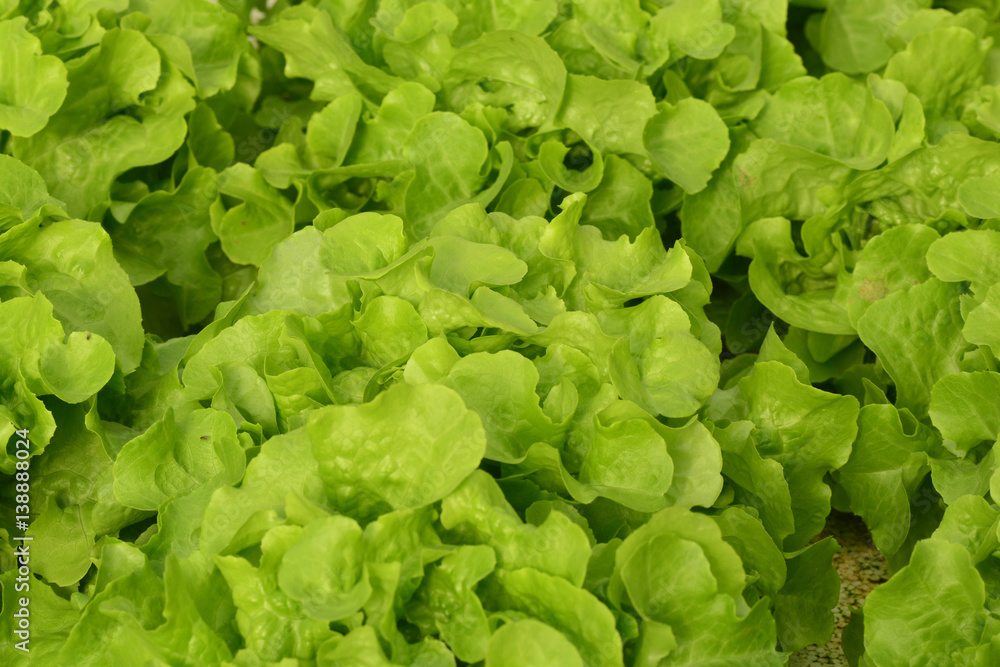 hydroponic plants in vegetable garden farm hydroponic plants in vegetable garden farm