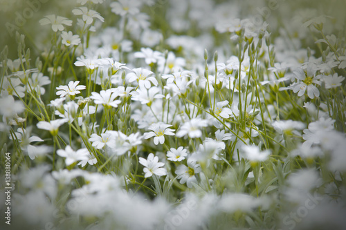 Snow white flowers in the park