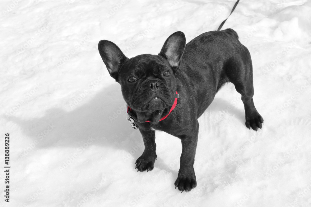 Black dog on the snow