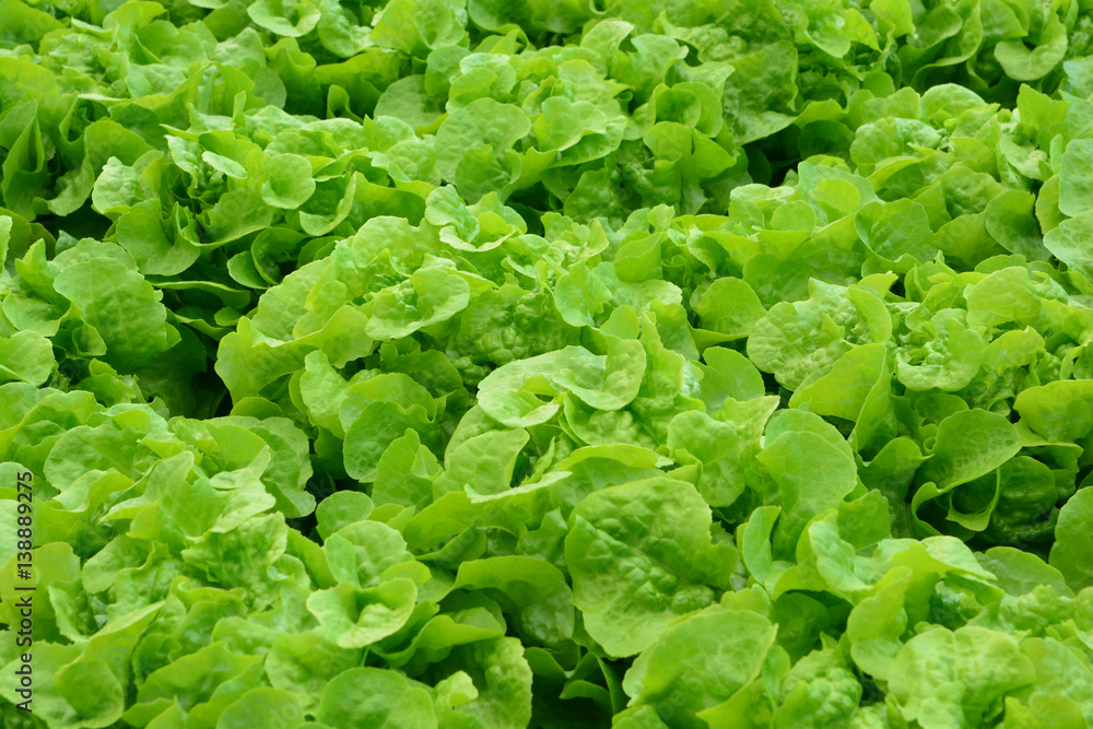 hydroponic plants in vegetable garden farm hydroponic plants in vegetable garden farm