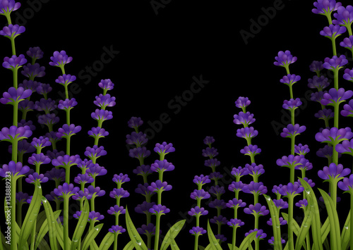 Flowers on black