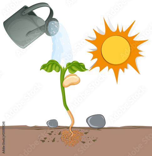 Plant growing from underground