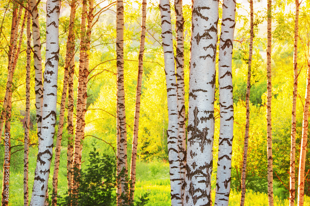 summer in sunny birch forest summer in sunny birch forest