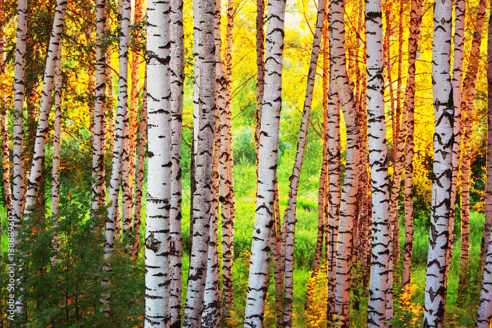 Obraz premium summer in sunny birch forest