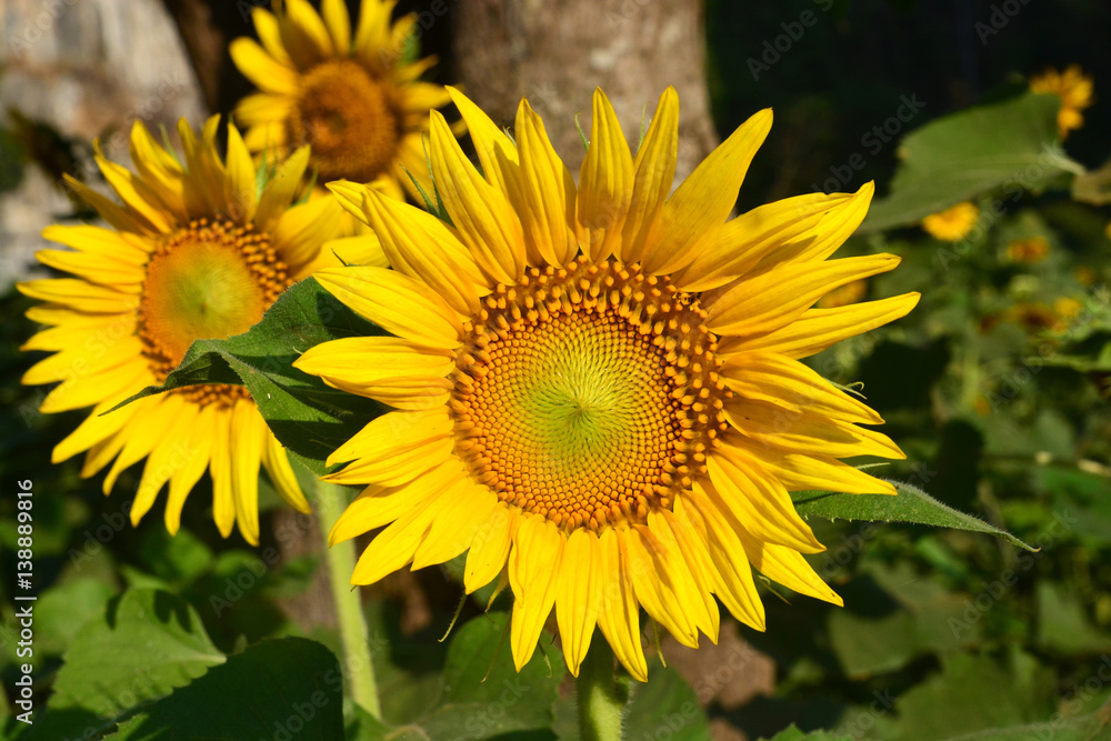 Obraz premium Sunflowers in valley