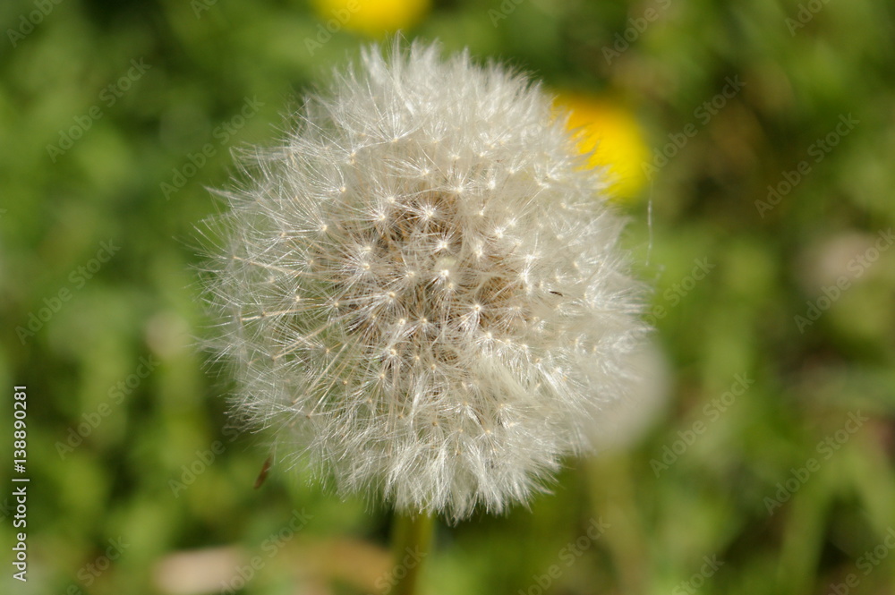Fototapeta premium Close up of a dandelion