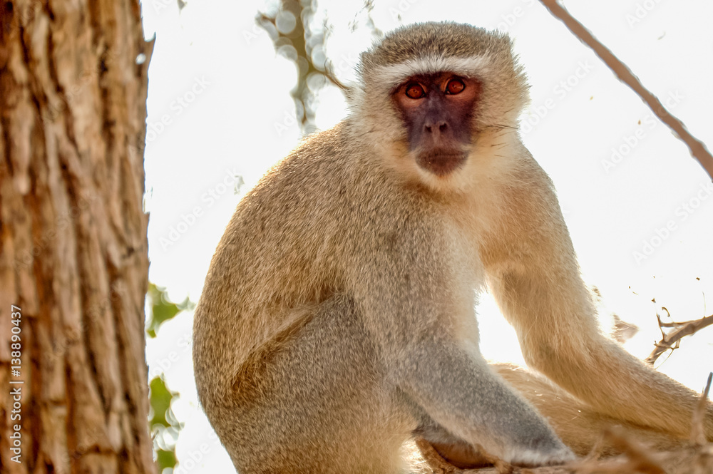 Fototapeta premium Portrait Green Monkey