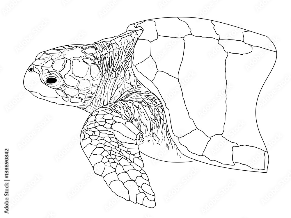 A line drawing of a Loggerhead Sea Turtle Stock Illustration Adobe Stock