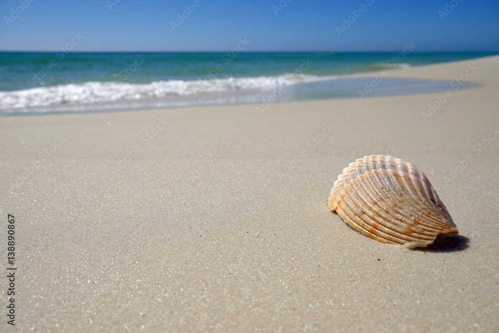 Shell on sandy beach Shell on sandy beach