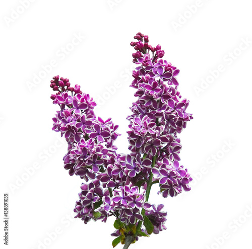 Blooming varietal selection two-tone lilac (Syrínga). The Sort Of "Sensation". Isolated on white background