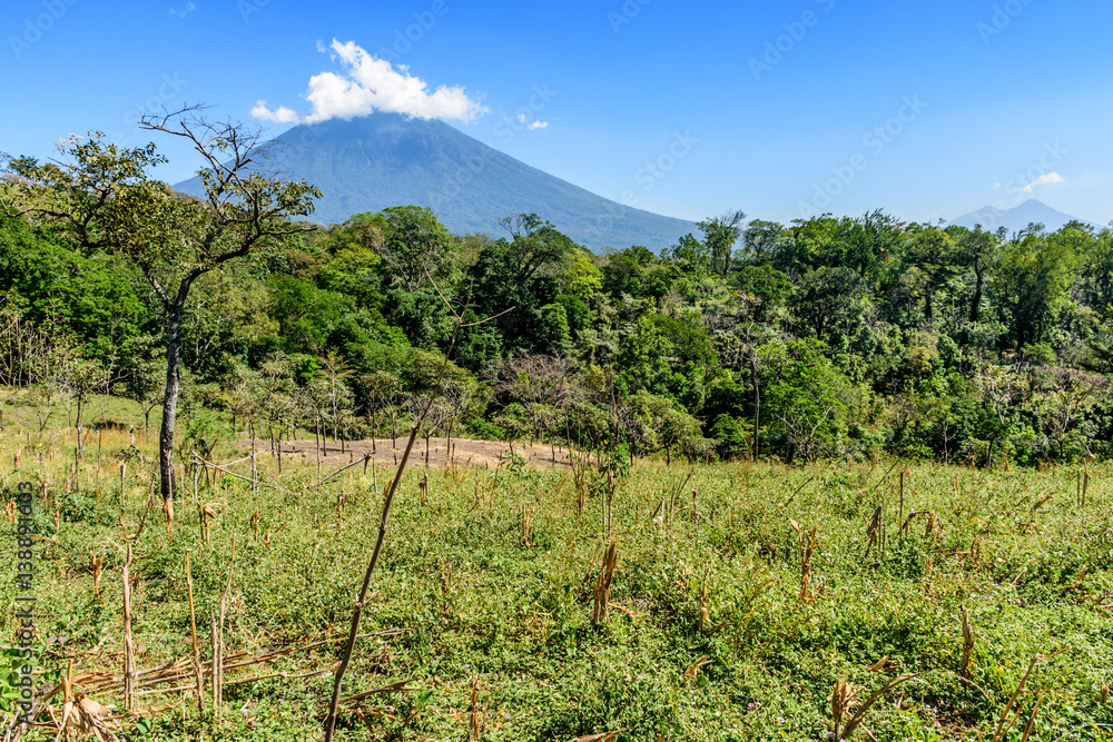 Rough grassland with saplings growing & woodland with Agua volcano in background in Escuintla, Guatemala, Central America