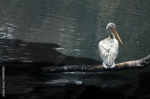 White pelican sitting on tree branch near water