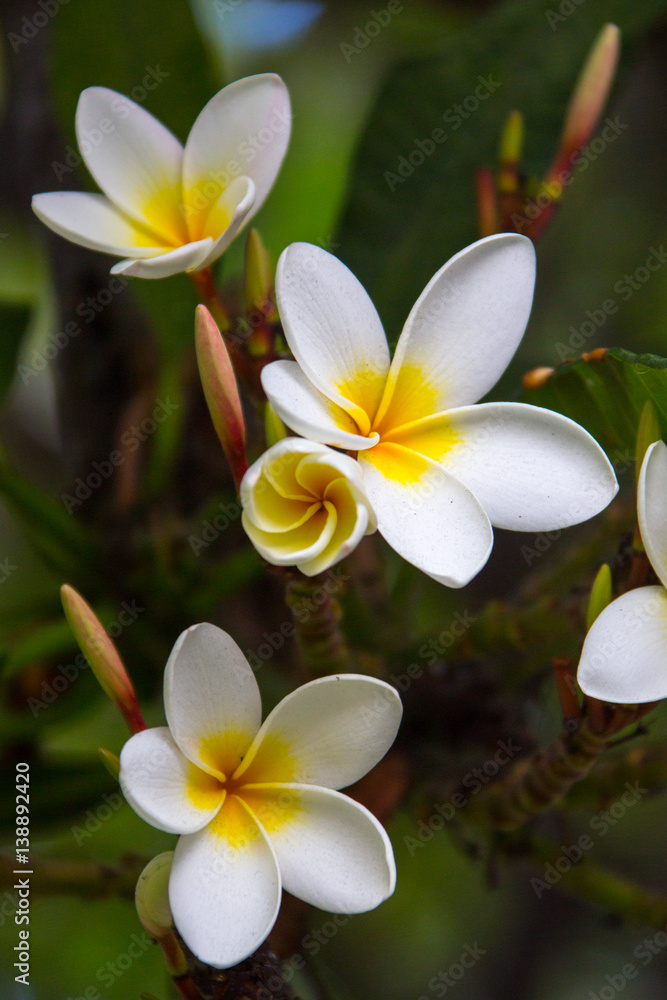 Obraz premium Beautiful white flowers of plumeria (frangipani) blooming on the brunch