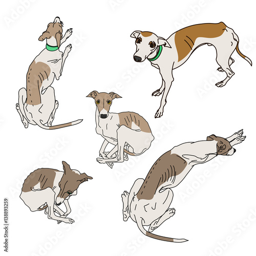 Set of skinny Italian Greyhounds. photo