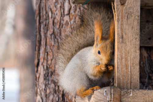 Funny squirrel sitting in a manger and eats