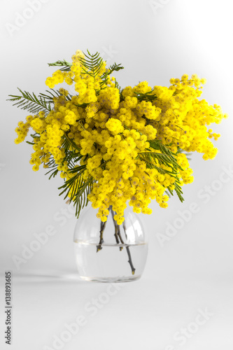 acacia, background, beautiful, beauty, bloom, blooming, blossom, bouquet, branches, bright, bunch, card, celebrate, celebrative, day, decoration, delicate, flora, floral, flower, fluffy, gift, girl, g