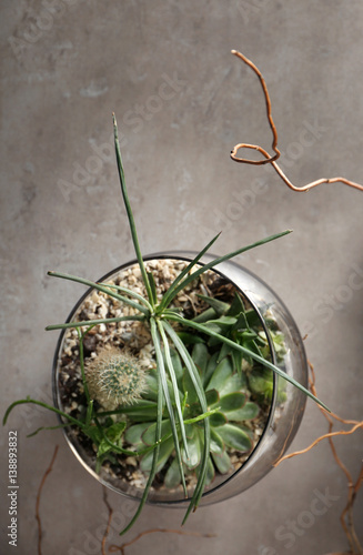 Florarium in glass vase with succulents on gray background