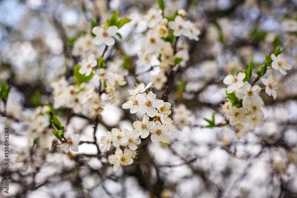 Flowers on the tree. Bright spring background.